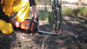 Best Fruit Tree Pruning  in Dodgeville, WI