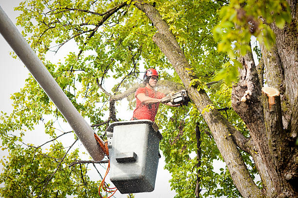 How Our Tree Care Process Works  in  Dodgeville, WI